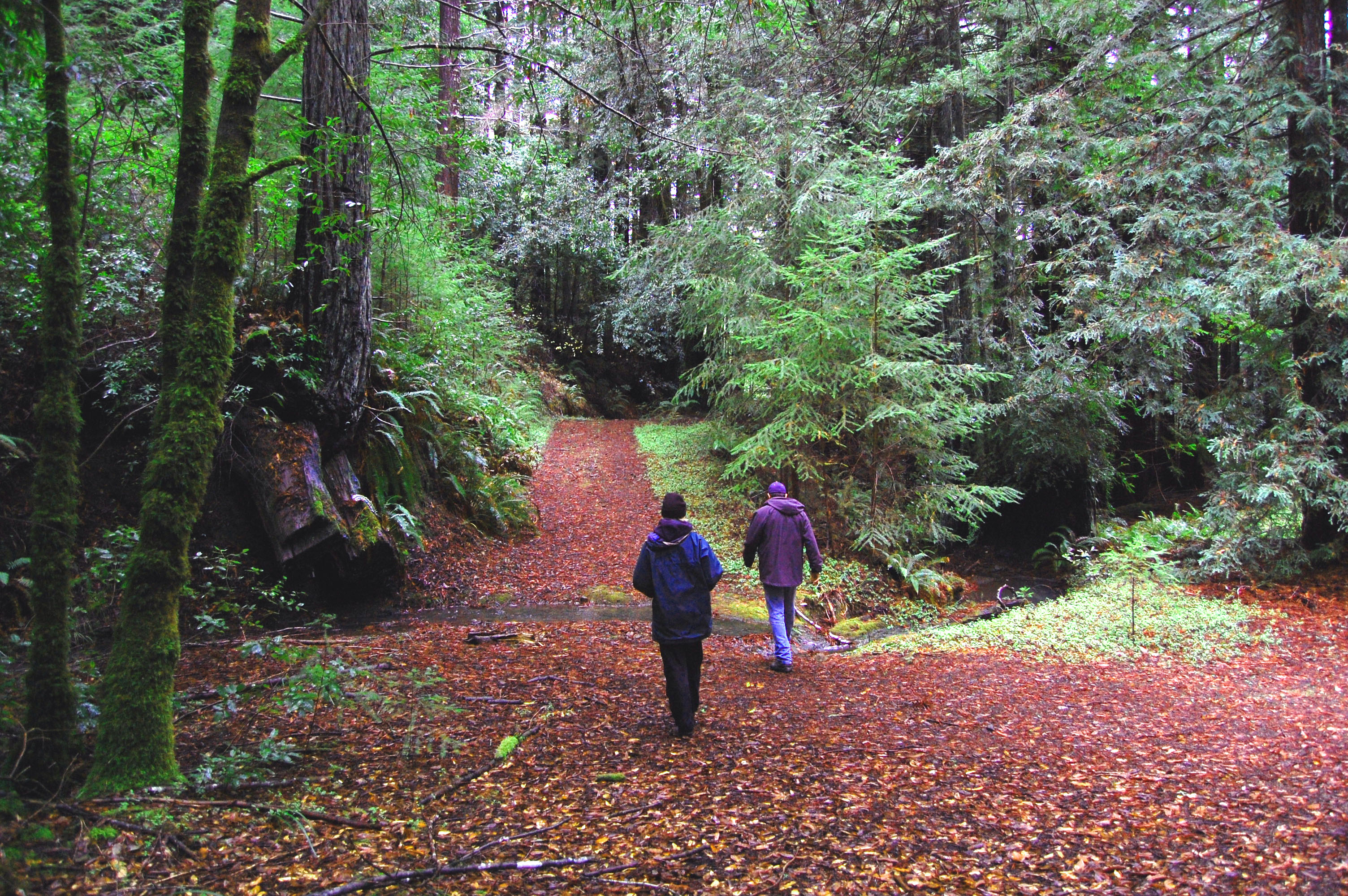 SLC Protects 163 Acres of Mendocino Redwoods and Meadows