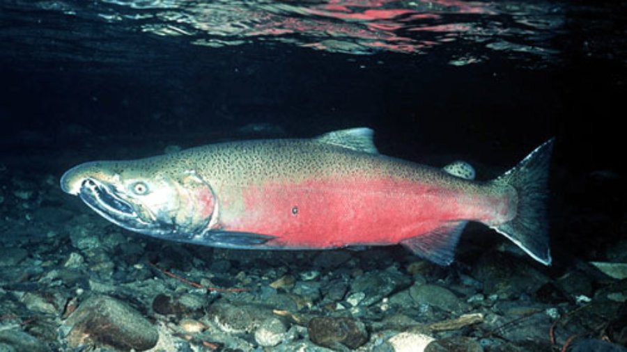 Klamath Tributaries Running Dry, Threatening Endangered Salmon