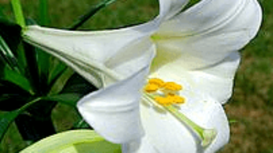 The New Wikipedia Page on Easter Lilies