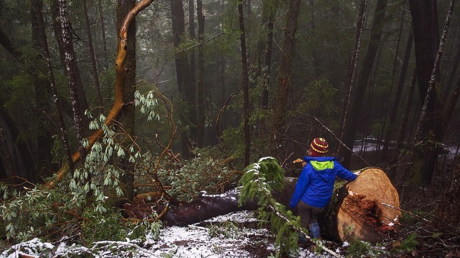 Tree Poaching In Old Growth Forest Along the Smith River