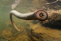 Anadromous Fish of the Smith River