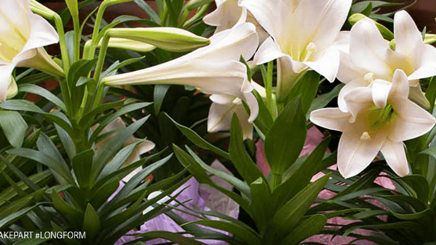 Easter Lily Pesticides in the News